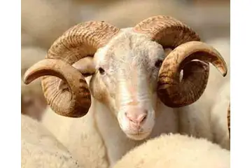 Kurban Farz mıdır?